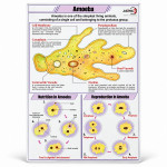Amoeba Chart